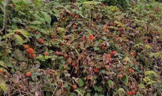 野草莓图片 野草莓图片